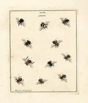 Dragonflies: Species of humble-bees, bumblebees and mining bees