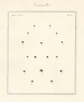 Ladybug: Species of ladybirds or ladybugs