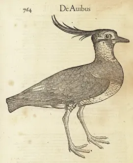 Peewit: Species of lapwing or peewit, possibly northern