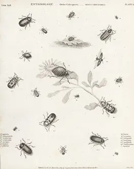 Orme And Brown: Species of leaf beetles