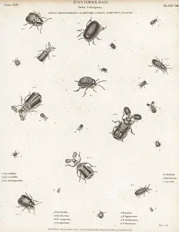 Orme And Brown: Species of leaf beetles, asparagus beetles, sand
