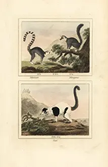 Quadrupeds: Species of lemur
