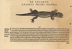 Xylograph: Species of lizard