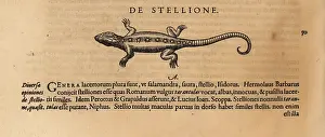 Xylograph: Species of lizard, possibly the starred agama