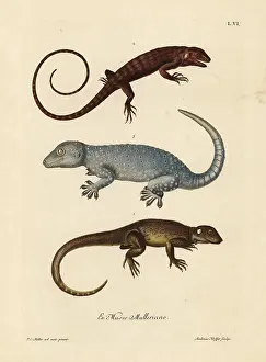 Gris: Two species of lizards and a gecko