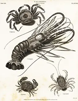 Universal Dictionary: Species of lobster and crabs