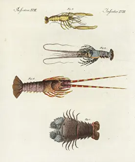 Lobsters: Species of lobsters