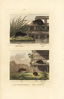 Barrs Buffon: Species of mice, rats and voles
