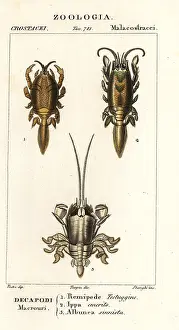 Cymbidium: Species of mole crabs or sand crabs