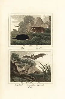 Barrs Buffon: Species of mole, mole-rat and bats