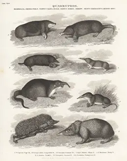 Orme And Brown: Species of mole, shrew and hedgehog