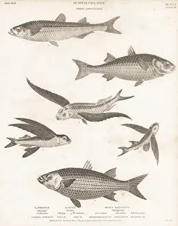 Thomas Milton: Species of mullet, smelt, flyingfish, etc