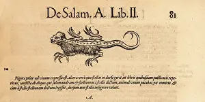 Xylograph: Species of mythical salamander