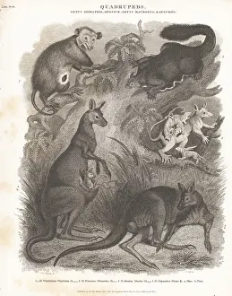 Possum: Species of opossum and kangaroo