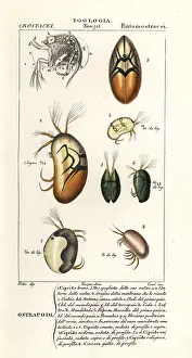 Sette: Species of ostracods