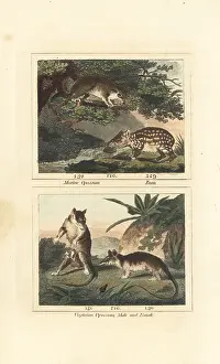 Quadrupeds: Species of paca and opossum