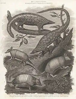 Critically Endangered: Species of pangolin and armadillo