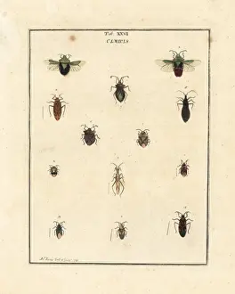 Dragonflies: Species of parasitic and shield bugs