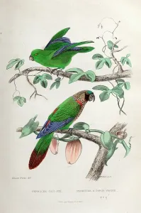 Ornithological: Two species of parrot