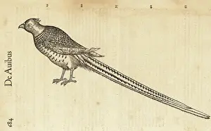 De Avibus: Species of pheasant, perhaps the ring-necked pheasant