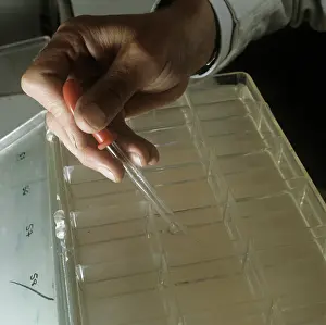 Reared: Species of prawn and shrimp reared at the Museum
