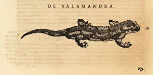 Xylograph: Species of salamander, possibly the fire salamander
