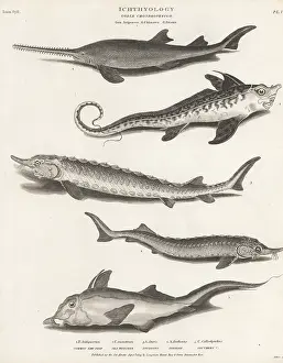 Orme And Brown: Species of sawfish, endangered sturgeon, and rabbit fish