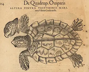 Xylograph: Species of sea turtle, possibly the endangered