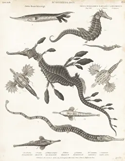 Seahorse: Species of seadragon, seahorse, seamoth, etc