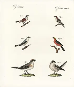Senegalese: Species of shrikes