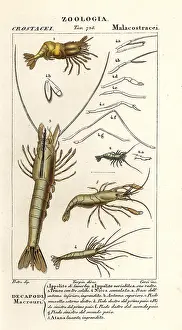 Pretre: Species of shrimp