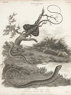 Orme And Brown: Species of skink, lizard and flying dragon