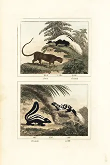 Barrs Buffon: Species of skunk