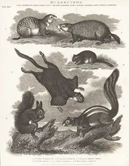 Critically Endangered: Species of squirrel, groundhog, and dormouse