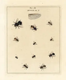 Dragonflies: Species of tachinid flies