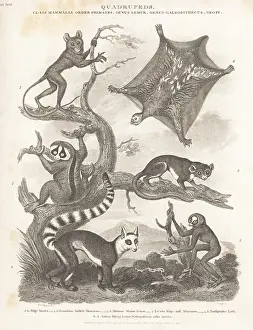 Orme And Brown: Species of tarsier, lemur and loris