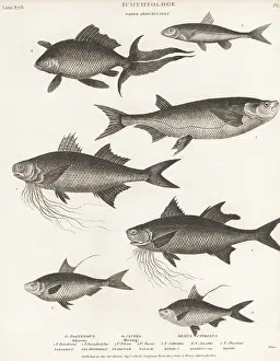 Orme And Brown: Species of threadfin, gizzard shad, goldfish, etc