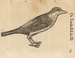 De Avibus: Species of thrush, possibly the song thrush, Turdus