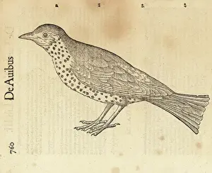 De Avibus: Species of thrush, possibly the song thrush, Turdus