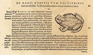 Xylograph: Species of toad, possibly the common toad