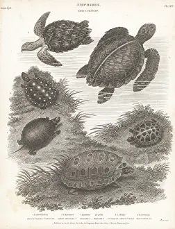 Orme And Brown: Species of turtles and tortoises