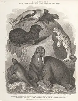 Sciences And Literature: Species of walrus, manatee and seals