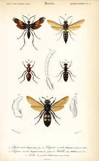 Tarantula: Species of wasps