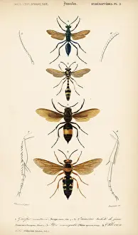 Eumenes: Species of wasps