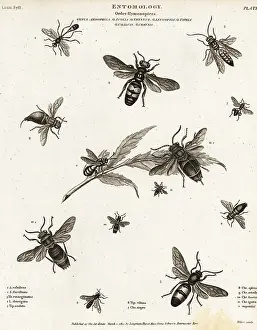 Universal Dictionary: Species of wasps