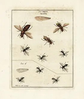 Dragonflies: Species of wasps and hornets