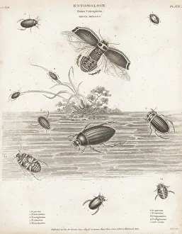 Orme And Brown: Species of water beetles