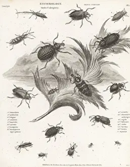Orme And Brown: Species of weevils