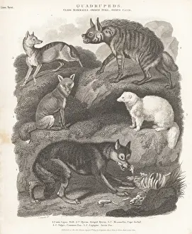 Sciences And Literature: Species of wolf, hyaena, and fox