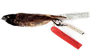 Thraupidae: bird